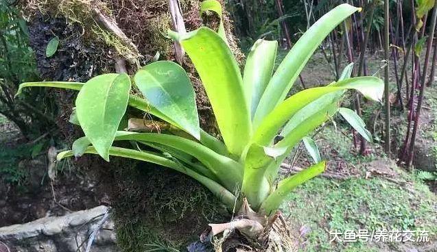 家里的观赏凤梨花朵枯萎就丢掉? 教你一种方法可以不断繁殖