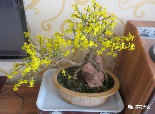 1月1盆花别乱养, 生日在几月, 就得养什么花!