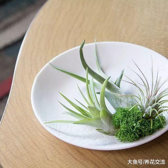 买来的空气凤梨注意这7个技巧, 养几年能长侧芽, 还能开出小花