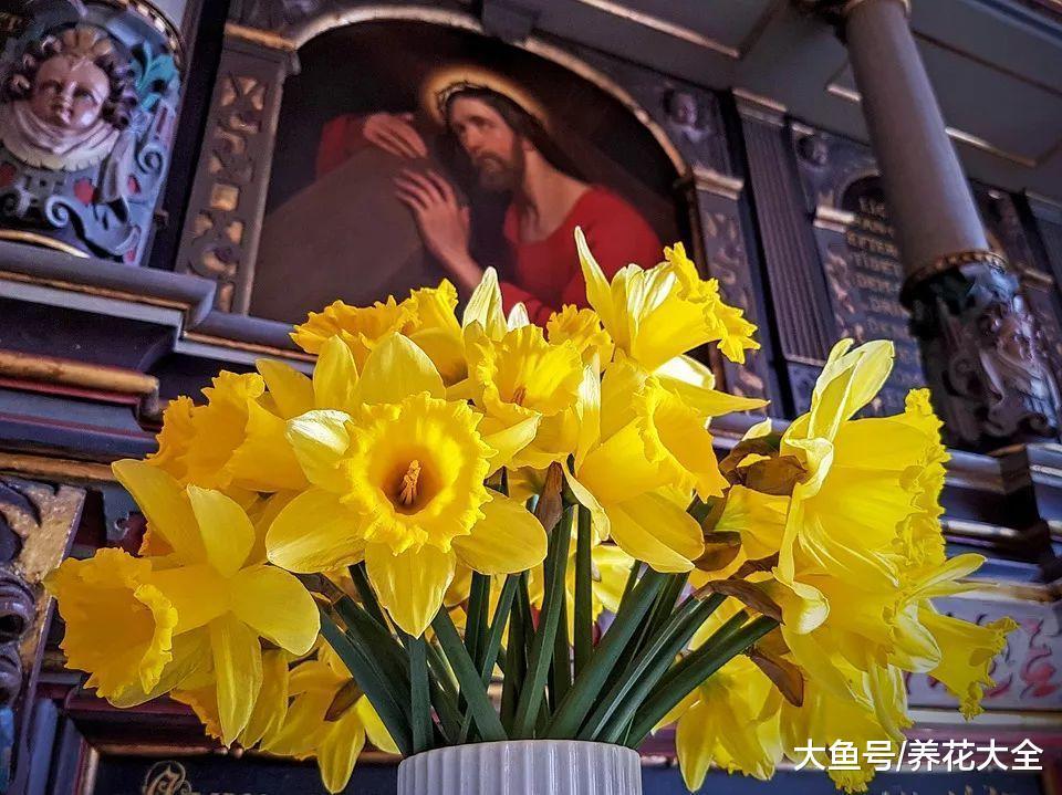 快过年别人买花, 他买“洋葱头”, 笑话他的人, 最后都羡慕死!
