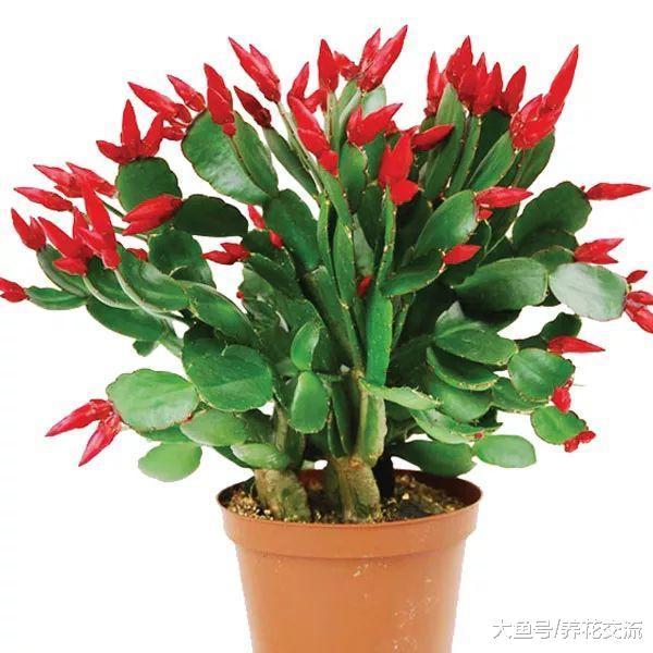 这种花经常被误认为是蟹爪兰, 花朵好看, 和仙人掌一样好养