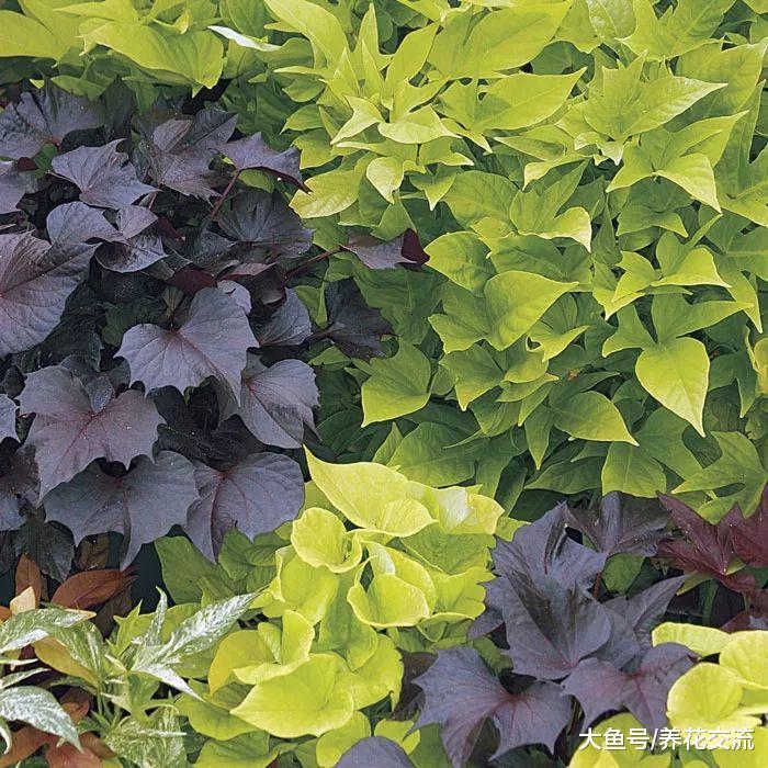 适合常年养在树荫下、背阴阳台的五彩植物, 比开花植物还好看