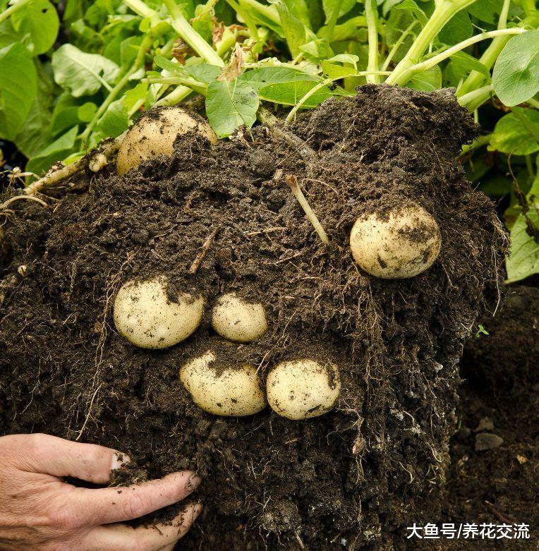 用塑料桶、塑料袋在家里种土豆, 掌握这种方法, 几个月收获满满