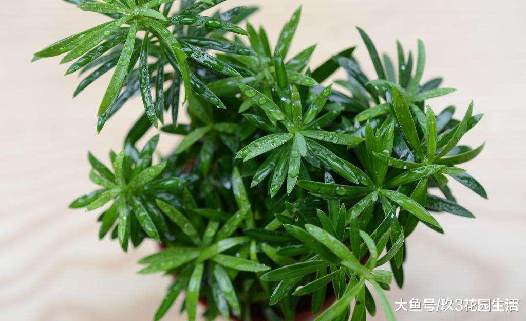 苔藓微景观中常用来做造景的植物有哪些? (一)