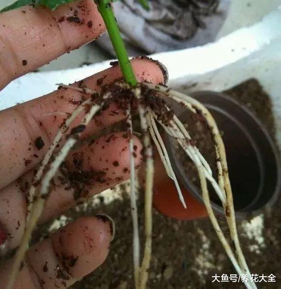 天冷扦插生根慢? 给花铺床电热试试