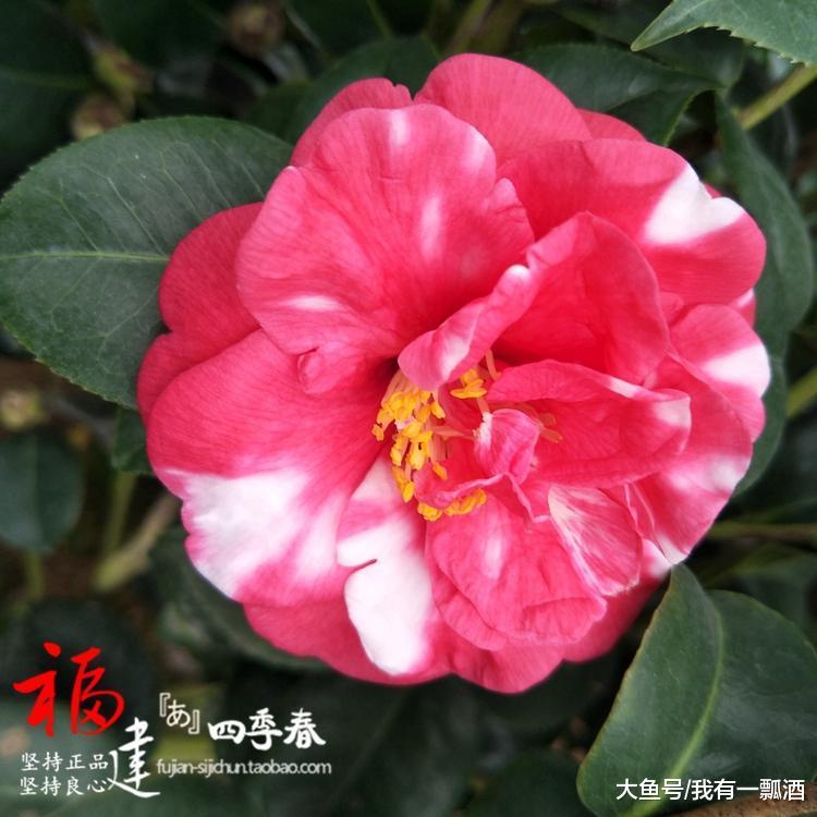 此木本花卉 一花多色 漂亮似牡丹 花期长 种植容易 值得拥有 生活资讯 娱乐新闻网