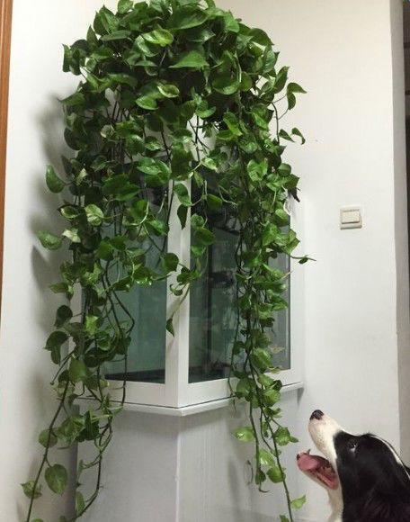 这几种花, 不要太关爱, 管住手, 长得就很好