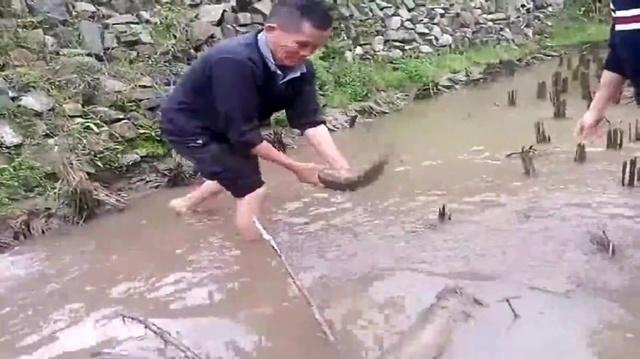 农村这样抓鱼不用钩, 轻松抓起一堆鱼, 看的人心里跃跃欲试