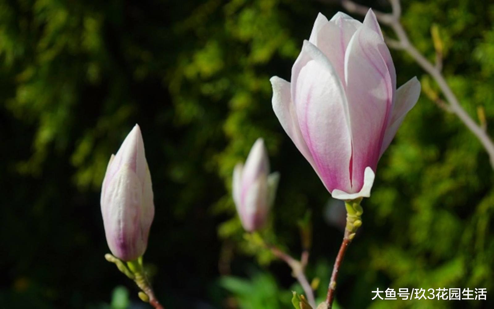 二十四番花信风(立春)一候迎春、二候樱桃、三候望春