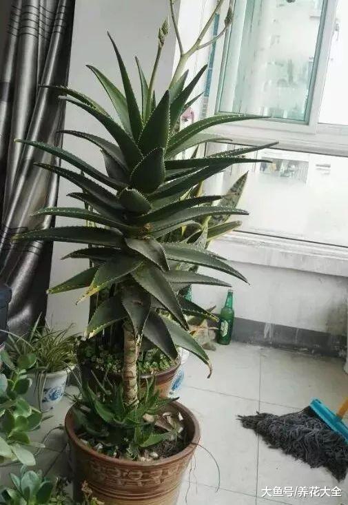 这花号称绿色呼吸机, 不跟人抢氧气, 家里天天都是新鲜空气