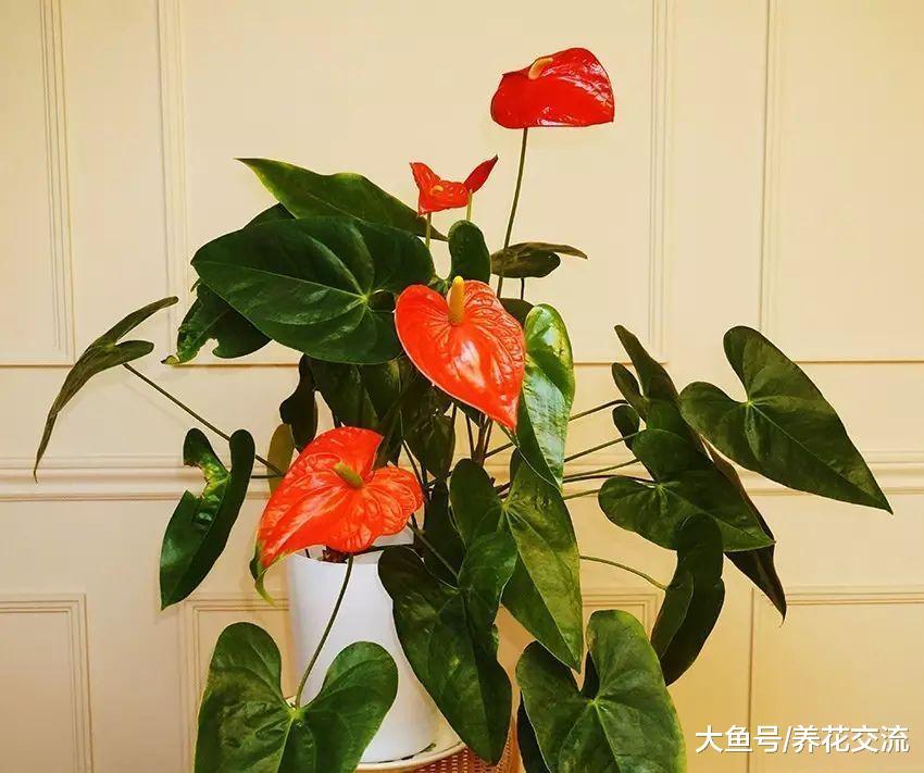 家里过年的时候养这几种花卉, 小阳台都能变成空中花园