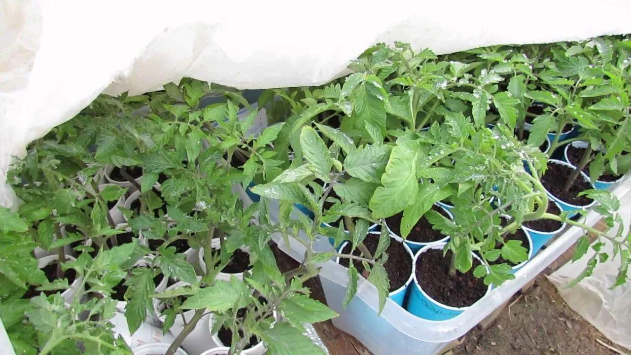 冬季哪些植物对霜冻最敏感? 怎么才能防止花卉被冻伤?