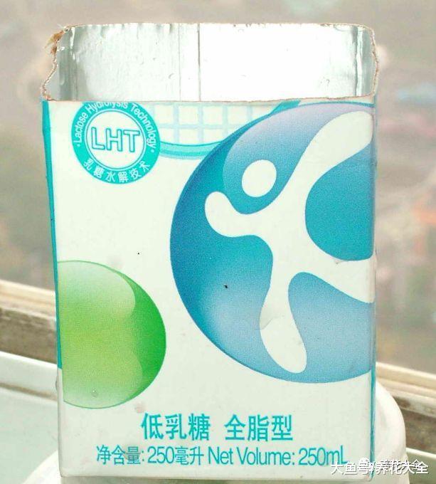 半死不活的花, 随手丢水里, 最后起死回生, 爆盆长疯了!