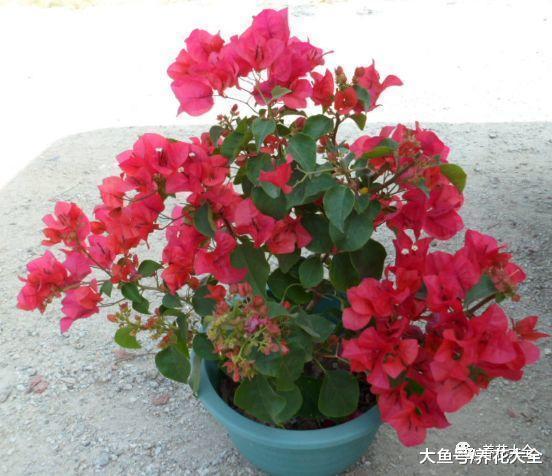 1把沙子撒盆里, 不黄叶不烂根, 根系呼呼冒, 小虫子都绕道走!