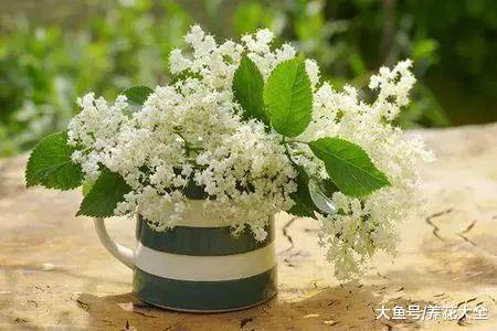 这8这种花不宜在室内养, 微毒小心影响身体!