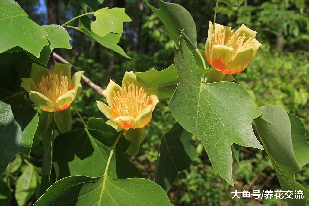 这种长得特瘦的树叶片能不断变色, 花朵长得像透明的郁金香