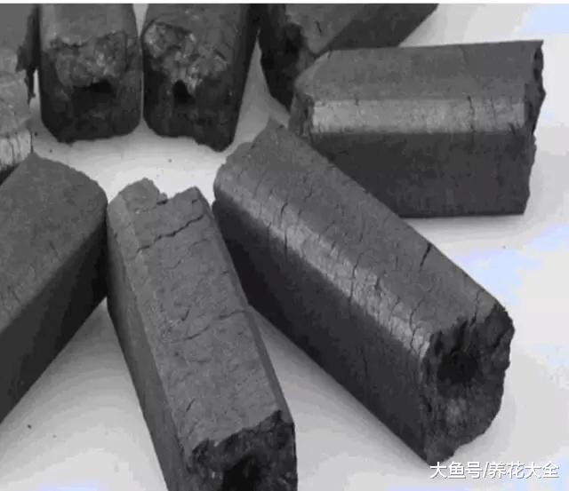 水培瓶里放铁钉, 富贵竹再也不黄叶! 一年都油油!