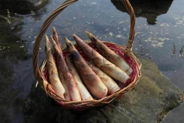 农村随处可见的野菜, 个个百元一斤, 营养丰富, 你吃过几种?