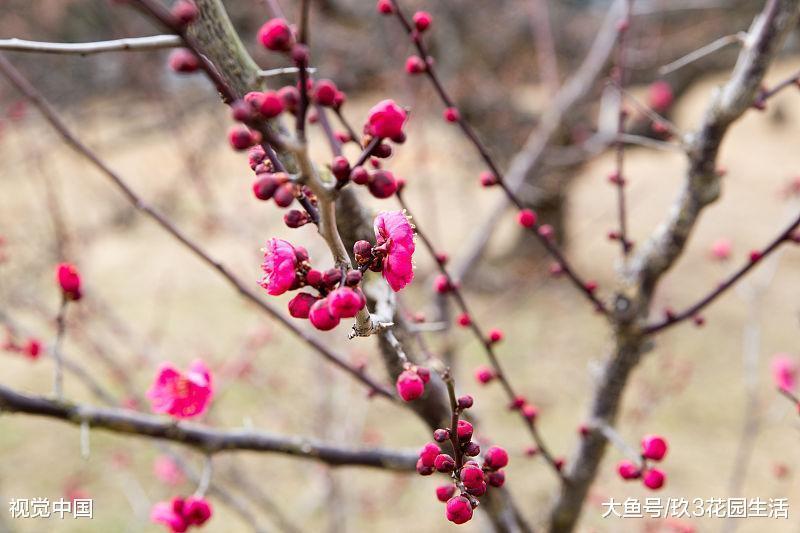 家居养花之梅花的栽培与养护