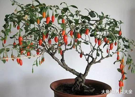 自己在家种一盆枸杞, 几个月就收获一盆红果