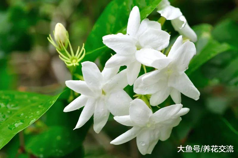 可以让你不再失眠的9种植物, 提高睡眠就养这些花