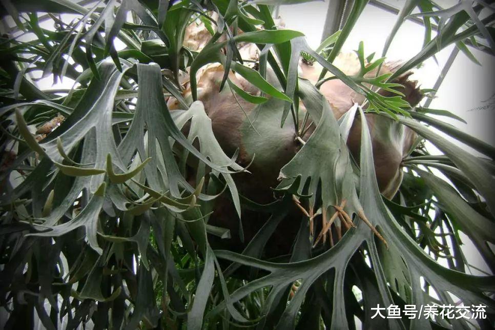 适合养在办公室和家里特别耐阴的13种植物, 没阳光或半阴都能养