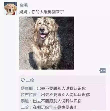如果汪星人也有朋友圈应该是这样的