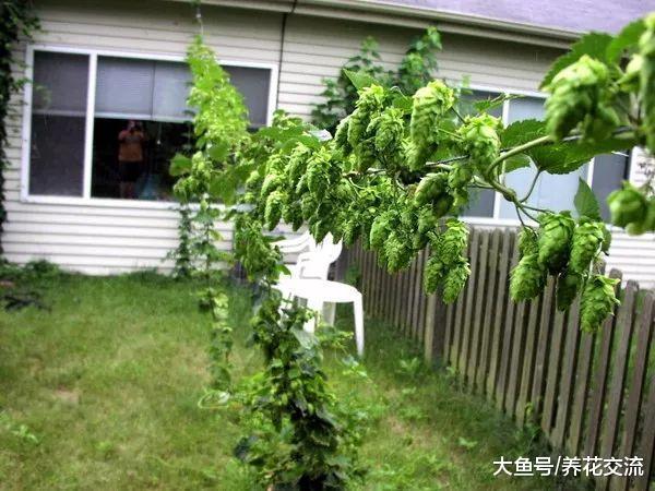 今年种上这9种爬藤植物, 整个院子四季都能开满花