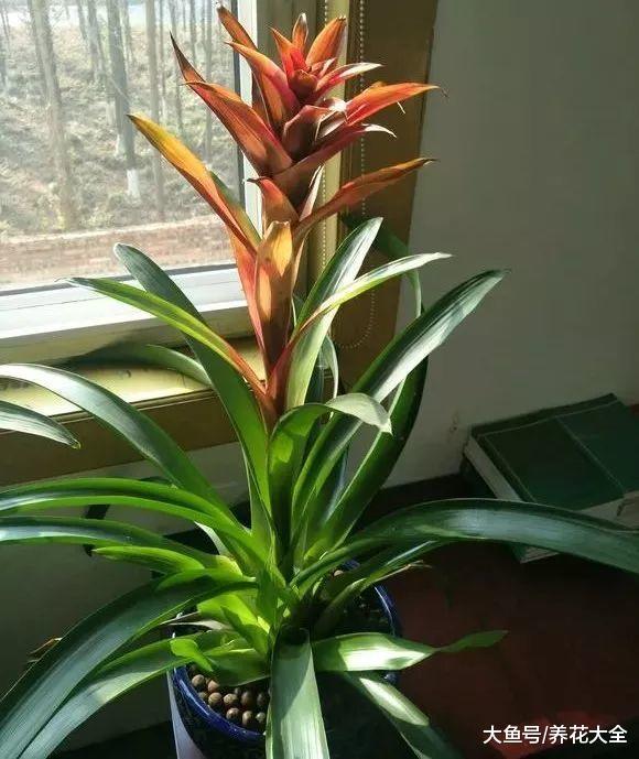 仙客来鸿运当头, 颜色越来越淡咋回事? 用这几招, 立马红回来