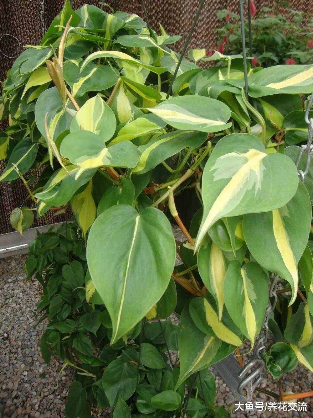 4种在室内遮阴处能生长旺盛的绿植, 净化甲醛就选它们就够了