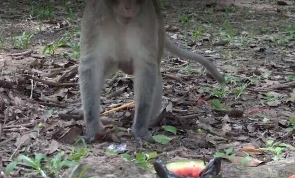 小伙把蛇装进西瓜里送给猴子吃, 猴子打开西瓜后不高兴了