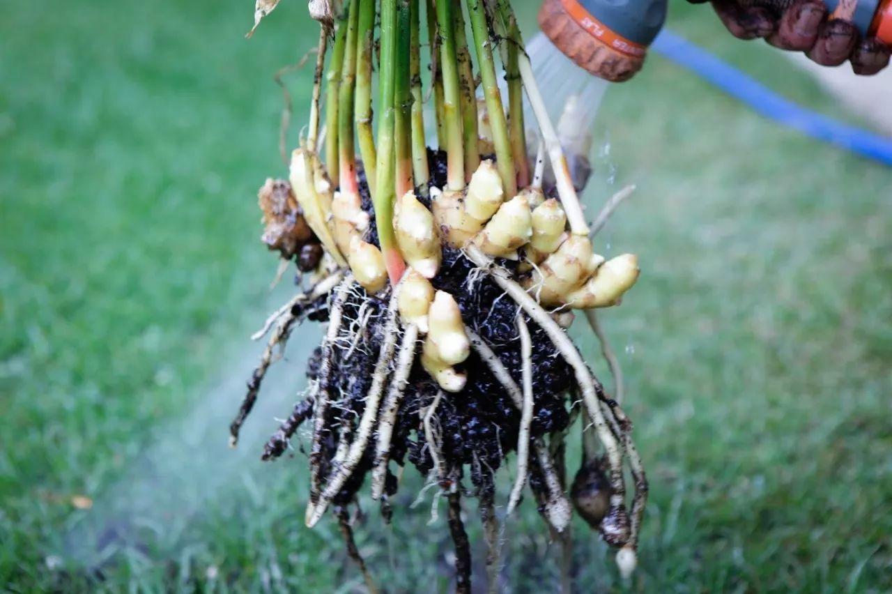 用黑色大桶栽种的生姜盆栽, 收获的姜长得像是一座石山