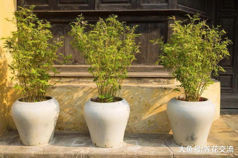 过年适合摆在家里的4种盆栽绿植和果树, 你家里摆了几种?