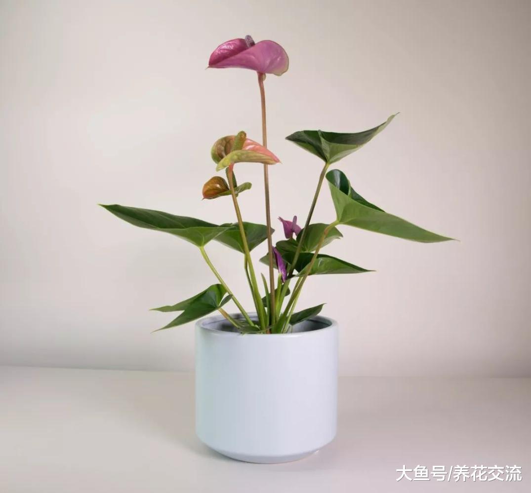 为什么这么多人喜欢将红掌养在室内, 没想到还有黑色花的品种