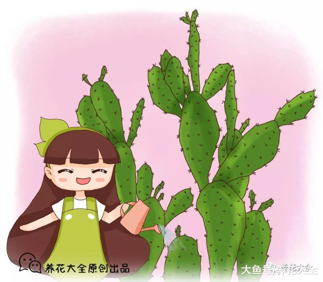 给花喷点它, 叶子绿得滴油, 花叽里咕噜开爆盆!
