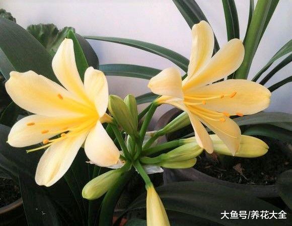 这4种花, 只有老烟鬼、老酒鬼, 才能养爆盆