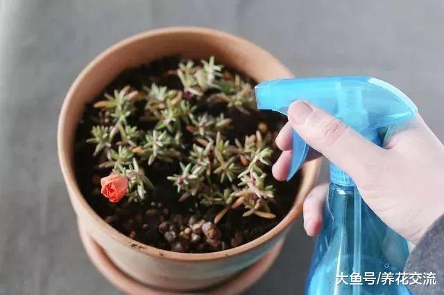 太阳花用这种方法养护, 天天都能开花, 繁殖特别容易