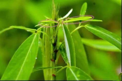 几种具有特异功能的植物, 都见过的都称奇!
