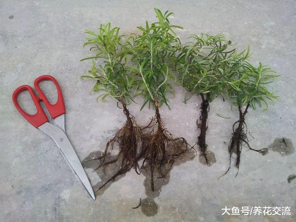 用这种颗粒土扦插繁殖迷迭香枝条, 随便剪一段都生根, 不会烂根