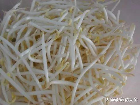 几粒绿豆, 一把热水壶, 3天发出无毒绿豆芽!