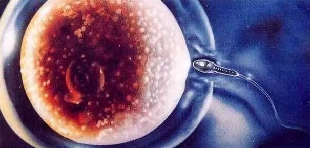 备孕期提高卵子质量有哪些方法? 哪些食物可以提高卵子质量?