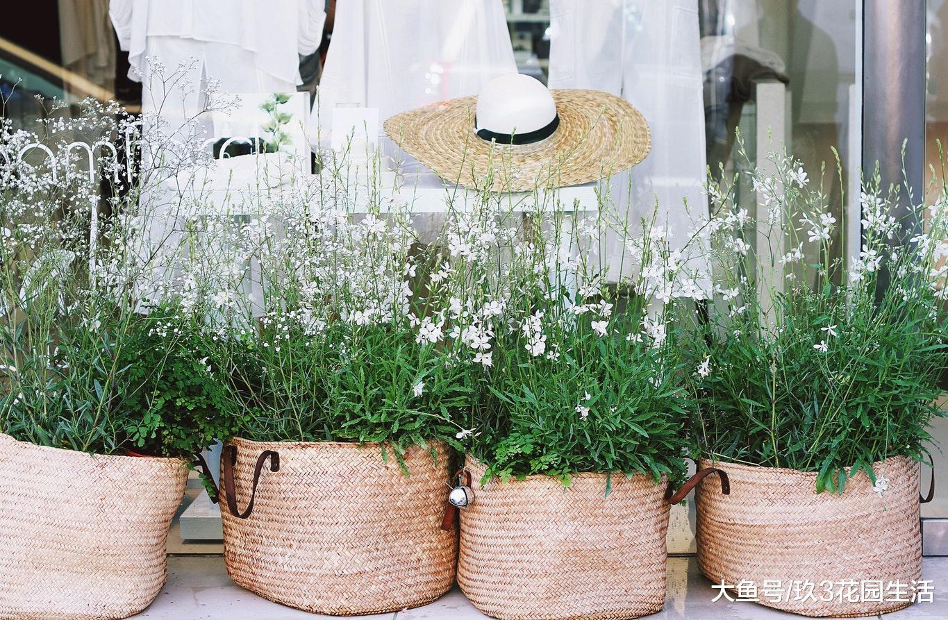 绿植花卉在室内家居中的10个好处