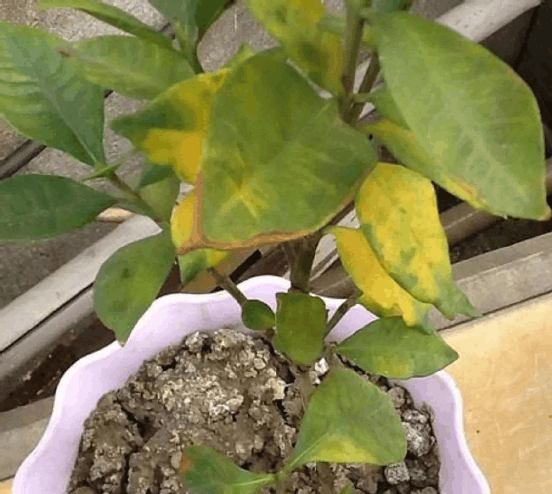 1根小吸管, 土壤板结再也看不见, 彻底解决黄叶烂根问题!