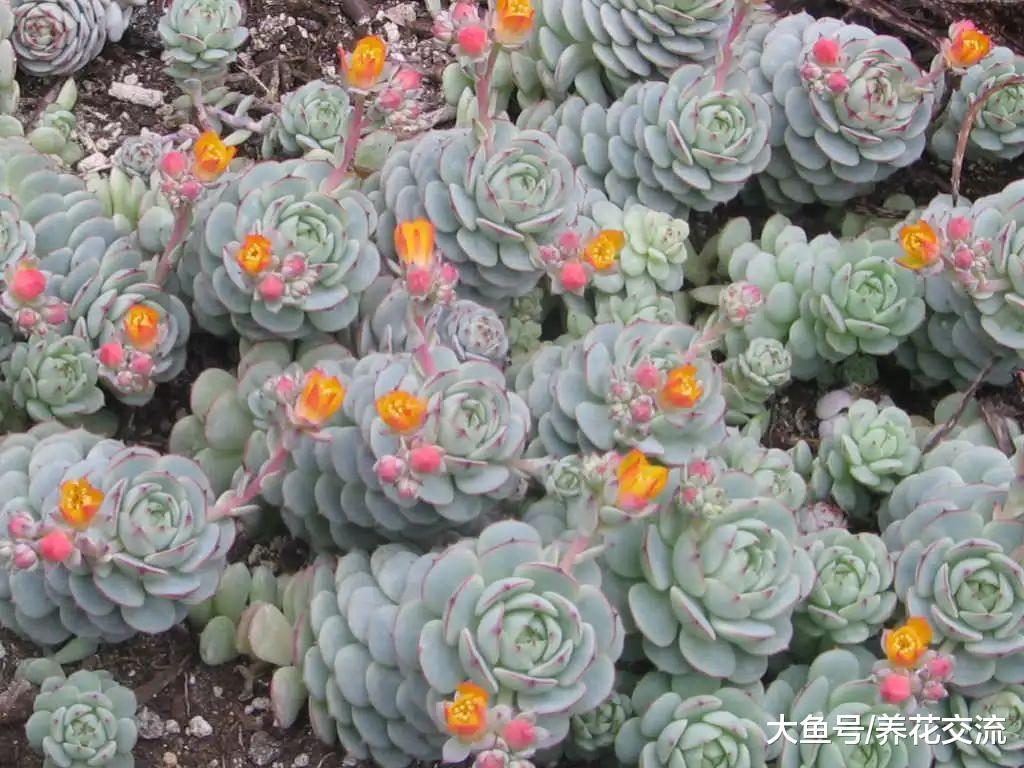枯萎的石莲花多肉植物用这4个技巧就能救活, 养花新手要快点学好