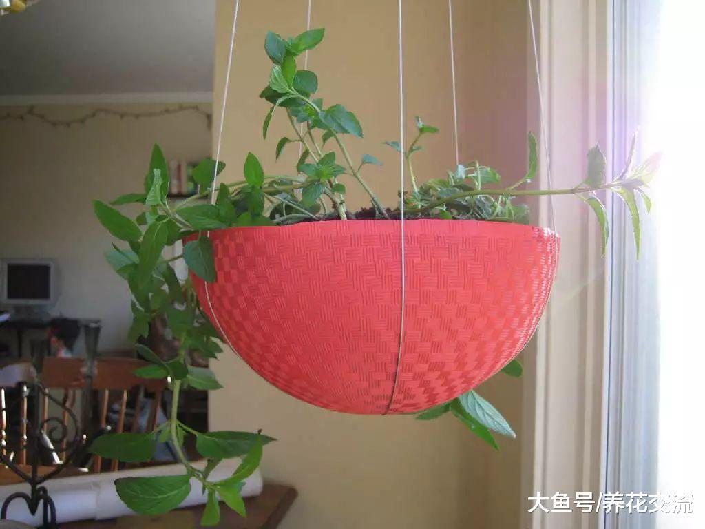 7个养花的极佳创意, 把家里的废旧物品都用上了