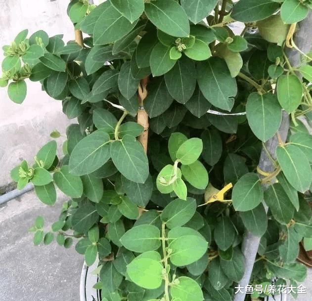 这种花的叶子还能入药, 阳台种一盆, 赚大了