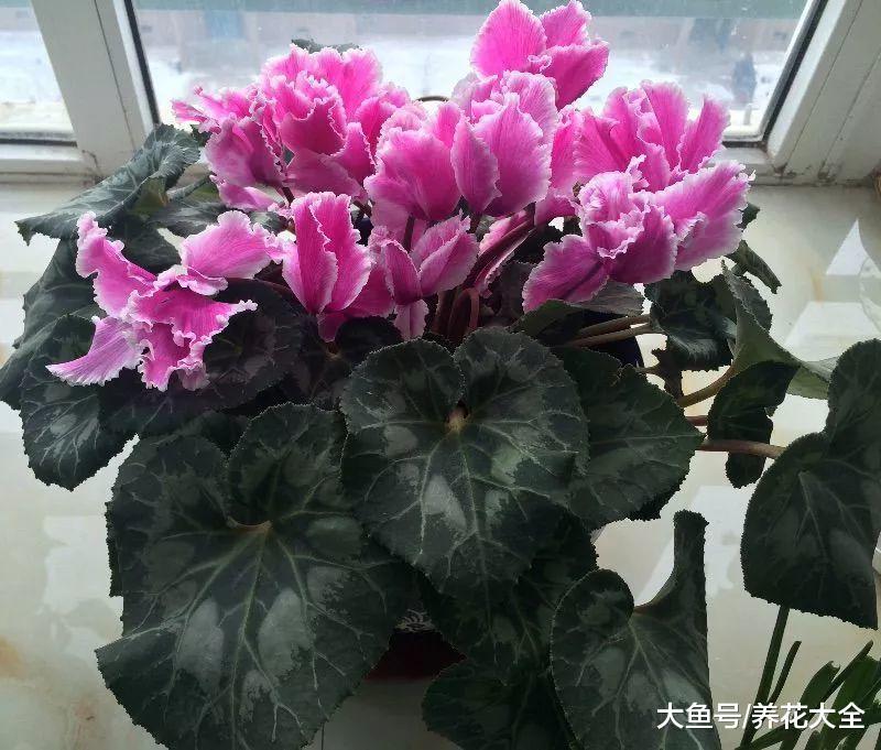 仙客来鸿运当头, 颜色越来越淡咋回事? 用这几招, 立马红回来