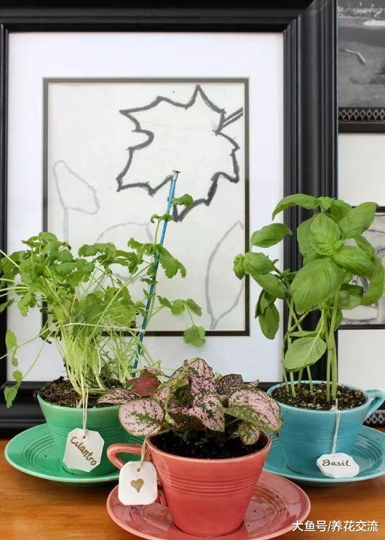 家里的旧物改造成植物标签, 捡来的木棍和石头都用上了