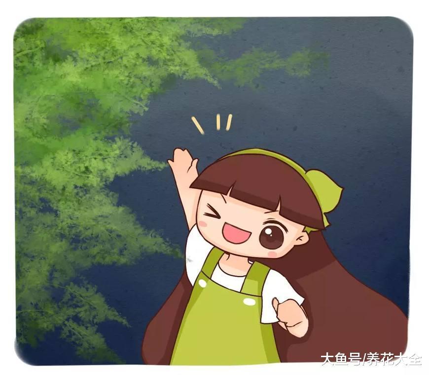 一勺白糖倒进文竹盆, 郁郁葱葱长出一面绿墙!