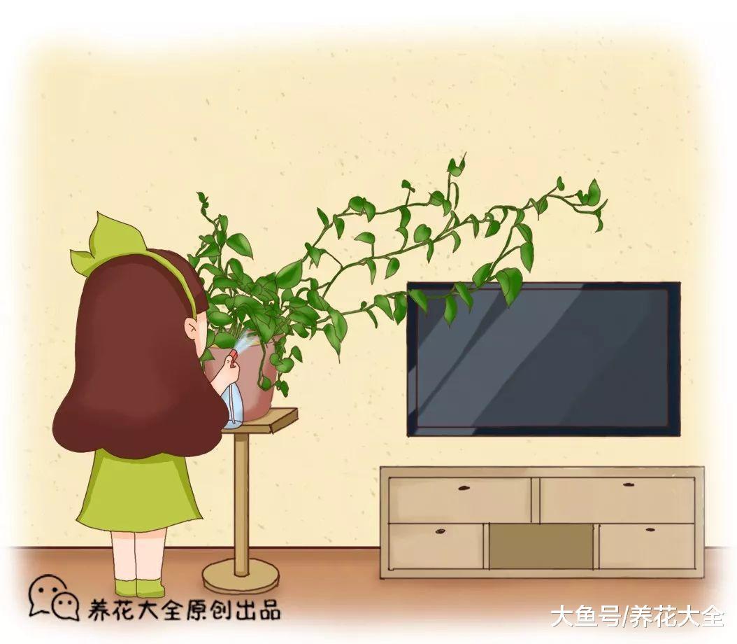 绿萝叶面喷点它, 叶子大的巴掌大, 迅速爬满强!